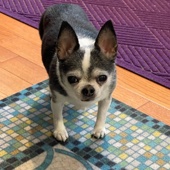 Meet your Posher, Vicky aka Red Jap Mama - Picture 6 of 7